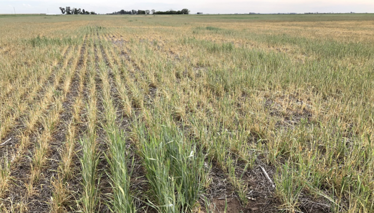Así luce un lote de trigo afectado por heladas (Imagen ilustrativa - gentileza Dante Garciandia)