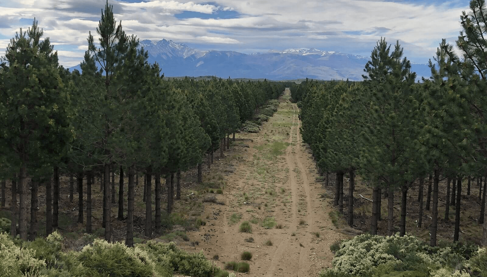 pinos industria forestal benetton