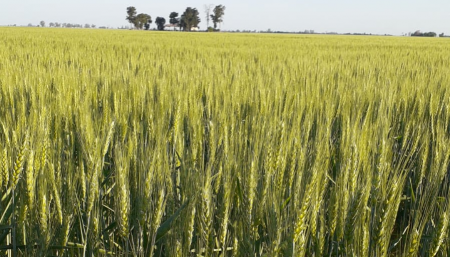 Lote de trigo en Porteña, Córdoba. (Bolsa de Cereales de Córdoba)