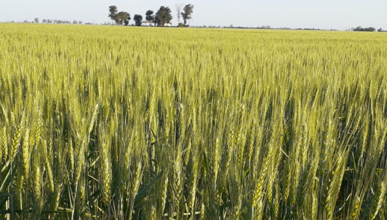 Lote de trigo en Porteña, Córdoba. (Bolsa de Cereales de Córdoba)