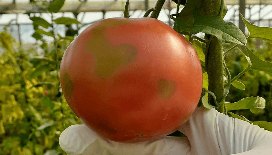virus rugoso tomate
