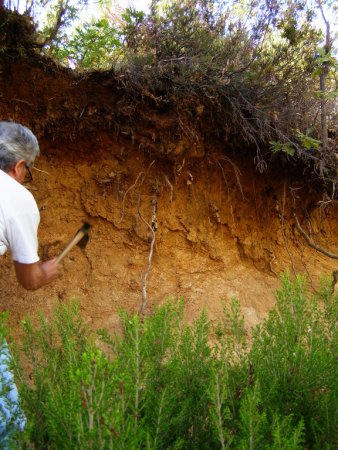 Profe edafologia calicata