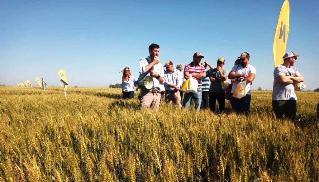 Elección de variedades: ¿dónde pone el foco el productor a la hora de sembrar trigo?