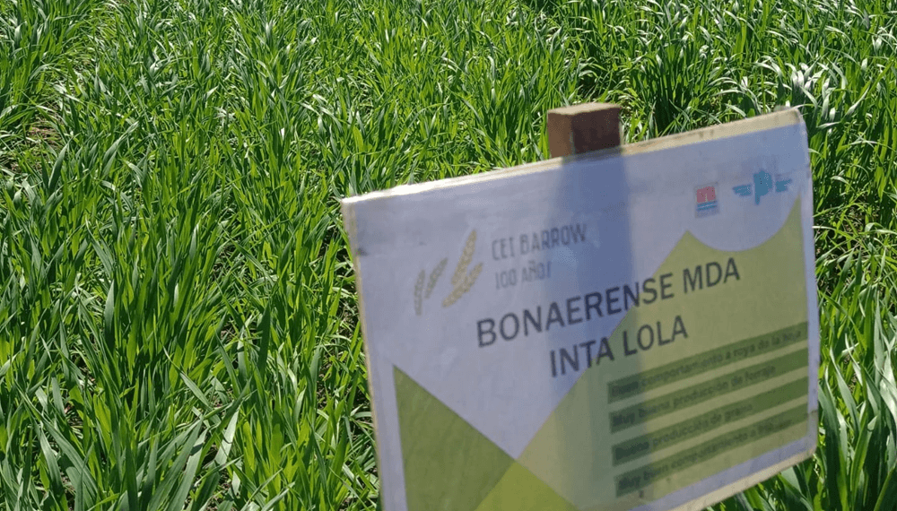 Mejoramiento genético: nuevas variedades de trigo y avena de la mano del INTA y de Desarrollo Agrario