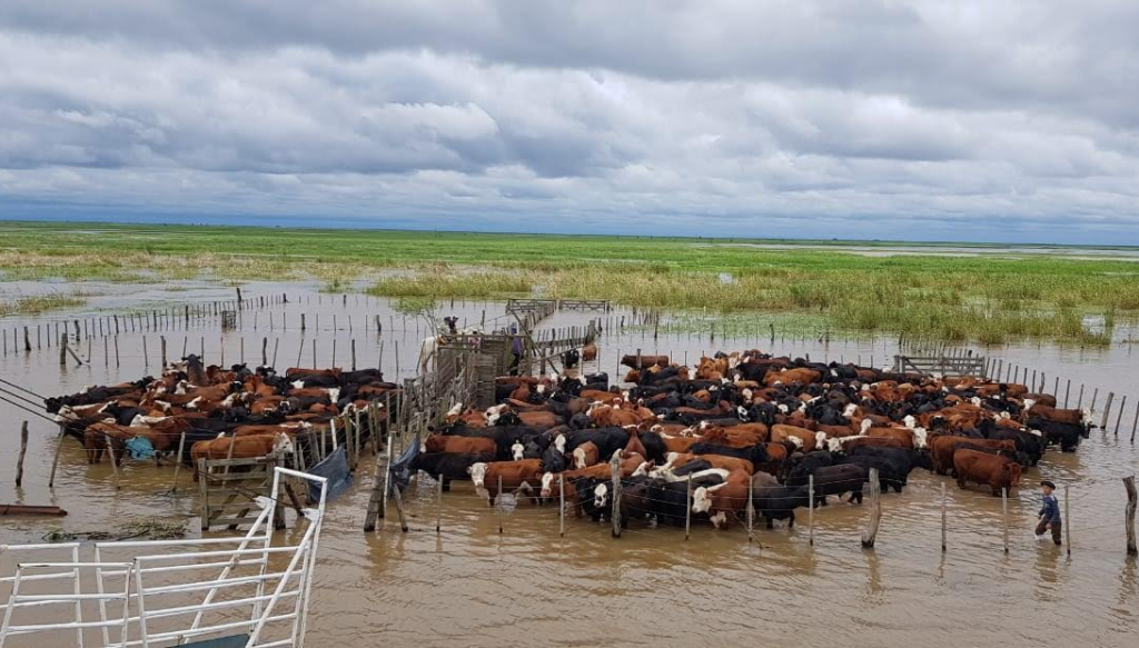 Crecida del río Paraná: más de 5 millones de cabezas podrían verse afectadas por las inundaciones