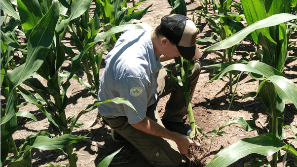 maiz productor asesor entre rios