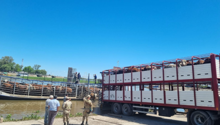 Movimientos de hacienda por las inundaciones en el Litoral (Gentileza CRA)