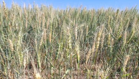 Trigo con evidentes signos de estrés en Bell Ville, en la zona núcleo cordobesa. (Bolsa de Cereales de Córdoba)