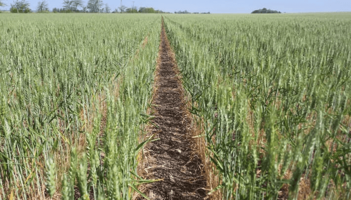 Trigo en llenado de granos en Carnerillo, Córdoba. (Bolsa de Cereales de Córdoba)