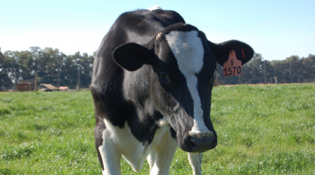 Vaca Holando en un tambo argentino. (Foto: Alejandro Mulcahy)