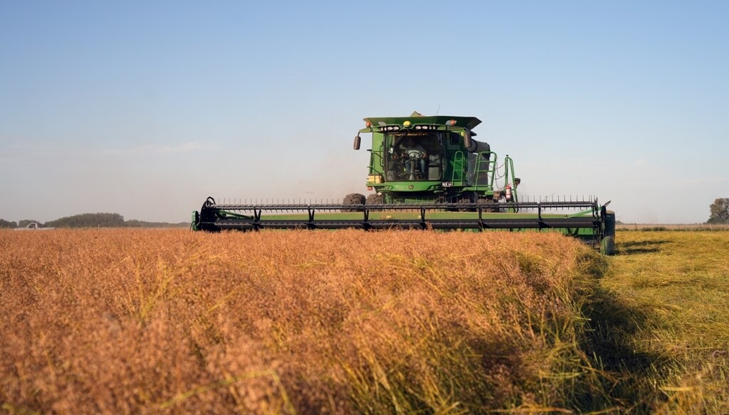 La camelina busca dar un salto exponencial en Argentina: ¿cuánto se puede ganar por hectárea?