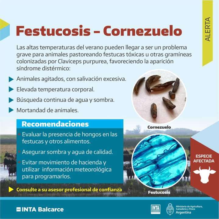 Alerta bovinos: denuncian intoxicación por la presencia de festucosis o "cornezuelo" 1 Festucosis