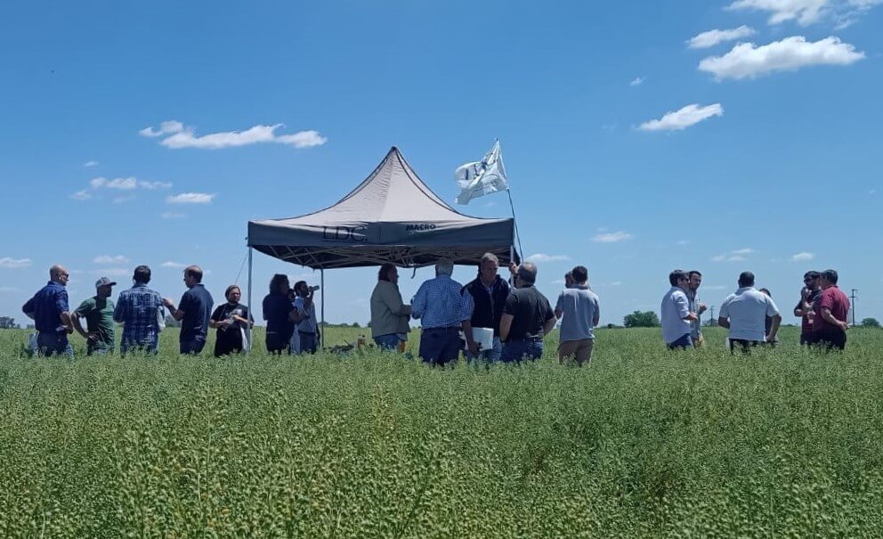 Jornada a Campo LDC Camelina