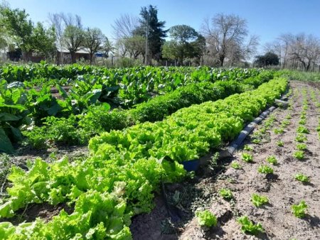 Tiene 25 años, cultiva una huerta en una de las mejores zonas agrícolas y cuenta los secretos de un buen "quintero" 2 WhatsApp Image 2023 11 08 at 15.31.37