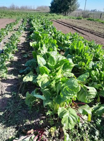 Tiene 25 años, cultiva una huerta en una de las mejores zonas agrícolas y cuenta los secretos de un buen "quintero" 3 WhatsApp Image 2023 11 08 at 15.31.38 1
