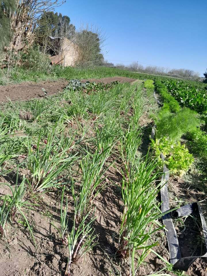Tiene 25 años, cultiva una huerta en una de las mejores zonas agrícolas y cuenta los secretos de un buen "quintero" 1 WhatsApp Image 2023 11 08 at 15.31.39