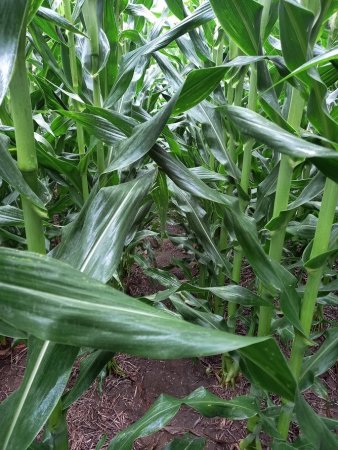 Coloniza la planta en 10 días: la bacteria que fija nitrógeno y aumenta hasta 10% los rindes 2 WhatsApp Image 2023 12 14 at 10.51.33