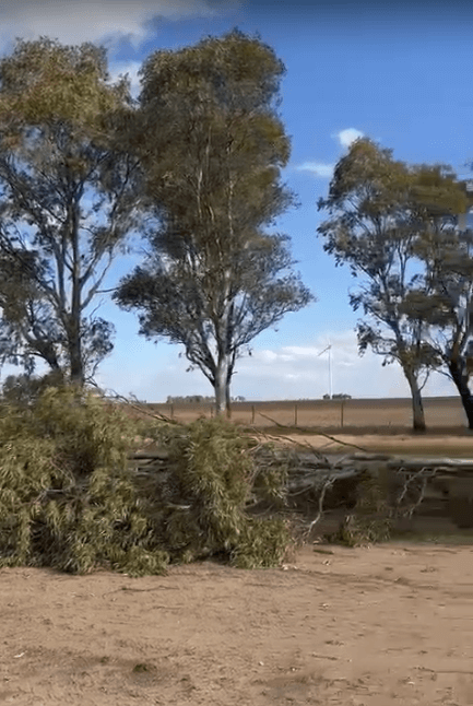 arbol caido la joya