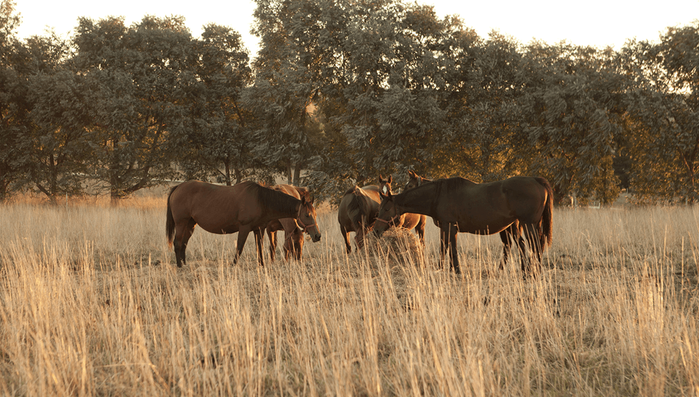 El Senasa tomó una nueva medida para controlar la encefalomielitis equina