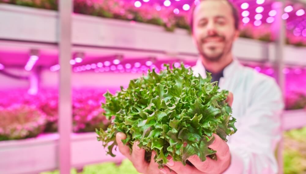 Agricultura con luces LED: ¿cómo es producir alimentos sin sol?