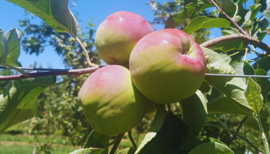 Para el brindis de las fiestas: investigan variedades no tradicionales de manzana que sirvan para sidra