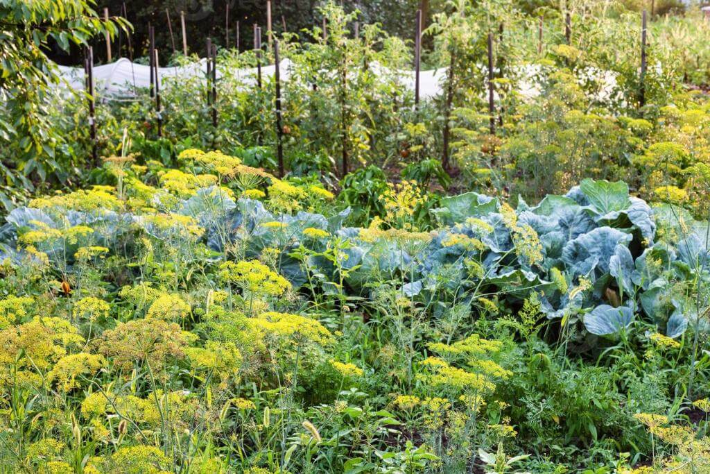 vegetable garden after rain in summer evening photo