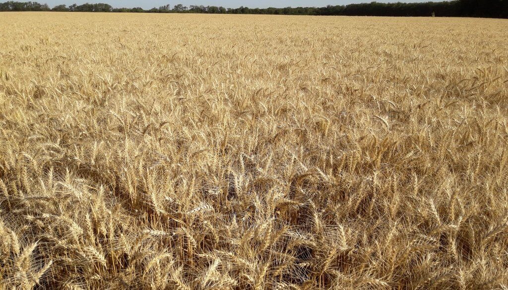 Trigo y cebada: el derrumbe de precios corta el entusiasmo del repunte productivo