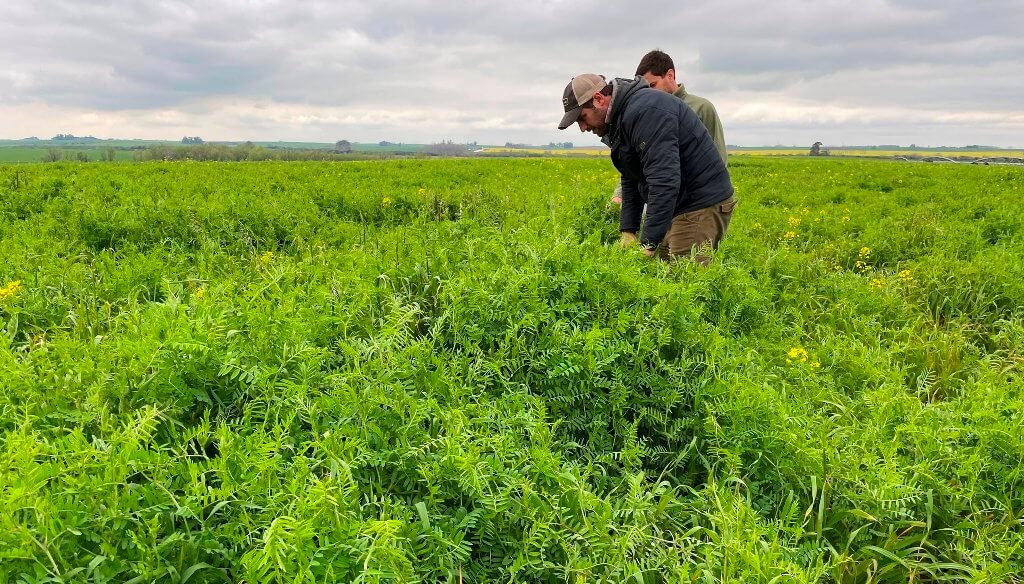 Estrategia en la rotación: Los cultivos de servicios deben planificarse como un cultivo más