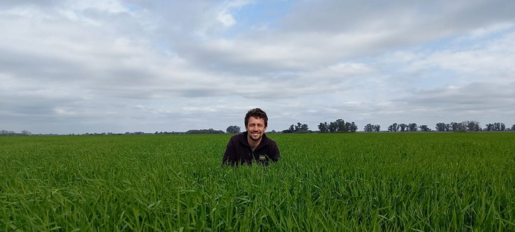 El caso del campo del norte bonaerense donde el trigo voló y alcanzó rendimientos sorprendentes