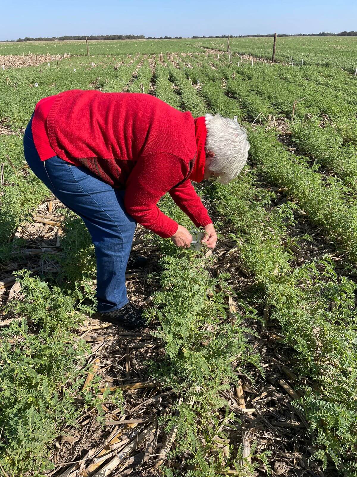 Trabajando en el campo02