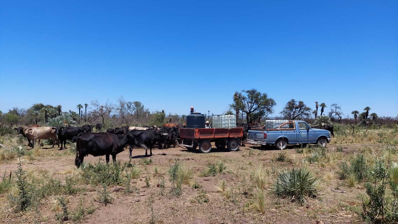 ganaderia sequia noroeste cba