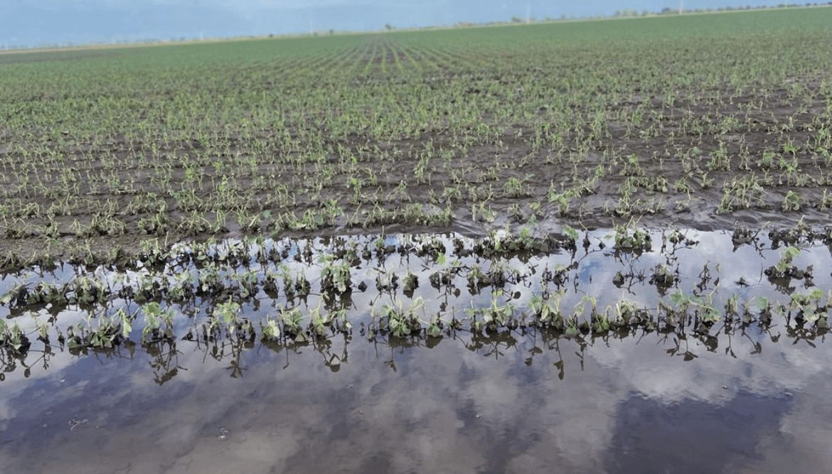 lote soja inundado dano granizo