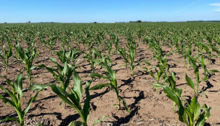 Maíz en expansión foliar en Salliquelló (Bolsa de Cereales de Buenos Aires)