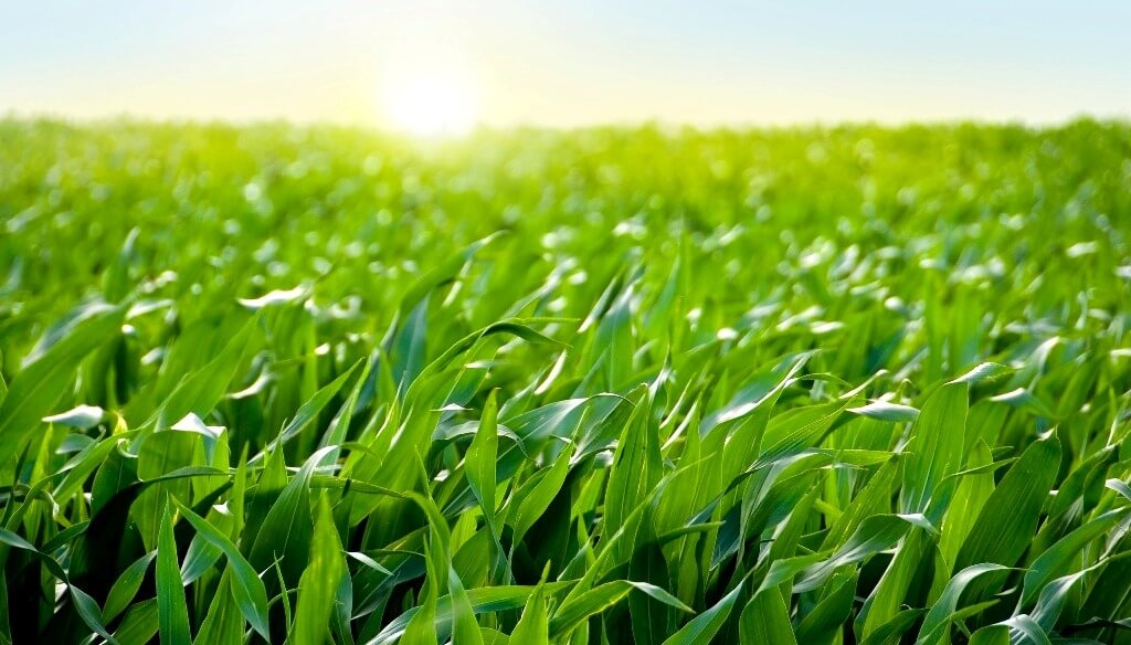 El nitrógeno foliar potencia la nutrición del maíz: cuatro ensayos que demostraron un salto en los rindes