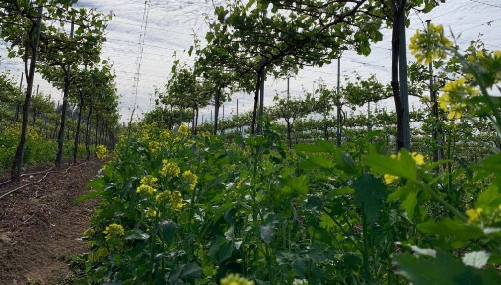 Mostaza, alternativa rica en propiedades que crece en la huerta en casa