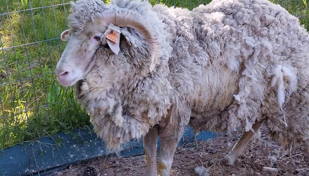 Estudian el uso de baños de inmersión móviles para tratar la sarna ovina, que crece en la Patagonia