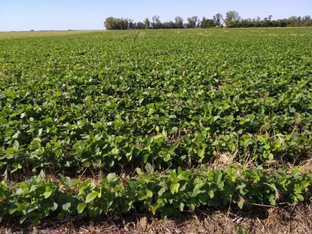 La Bolsa de Comercio de Rosario estimó que se quintuplicará la producción de soja, pero alertó por el margen de rentabilidad 2 soja 1 1