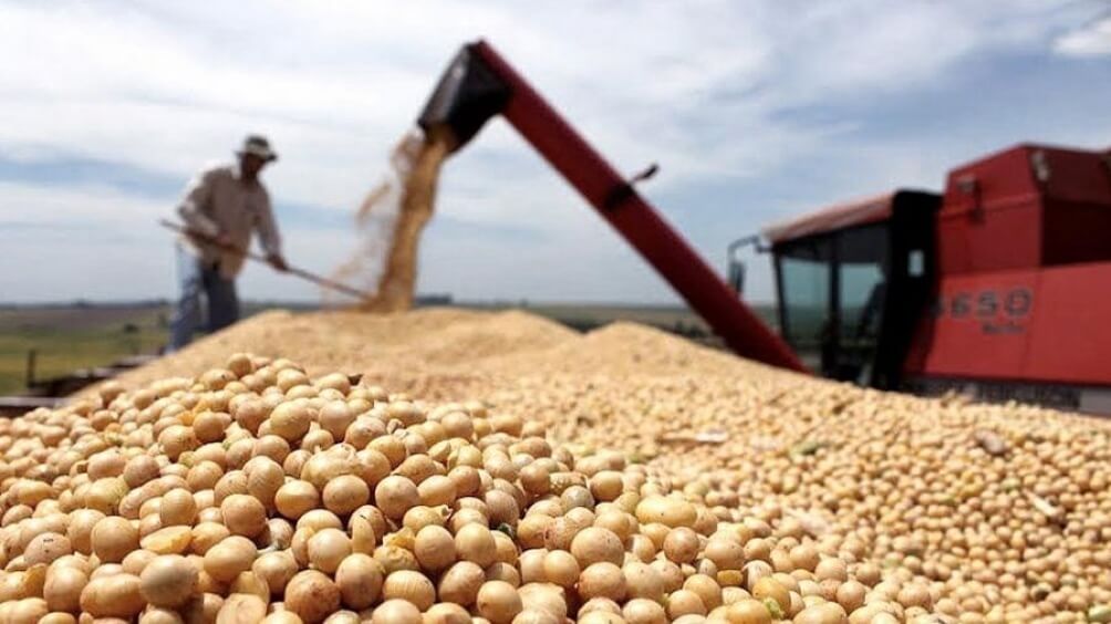 soja cosecha grano semilla