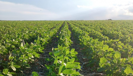 Soja en R1 en Tilisarao, San Luis. (Bolsa de Cereales de Buenos Aires)