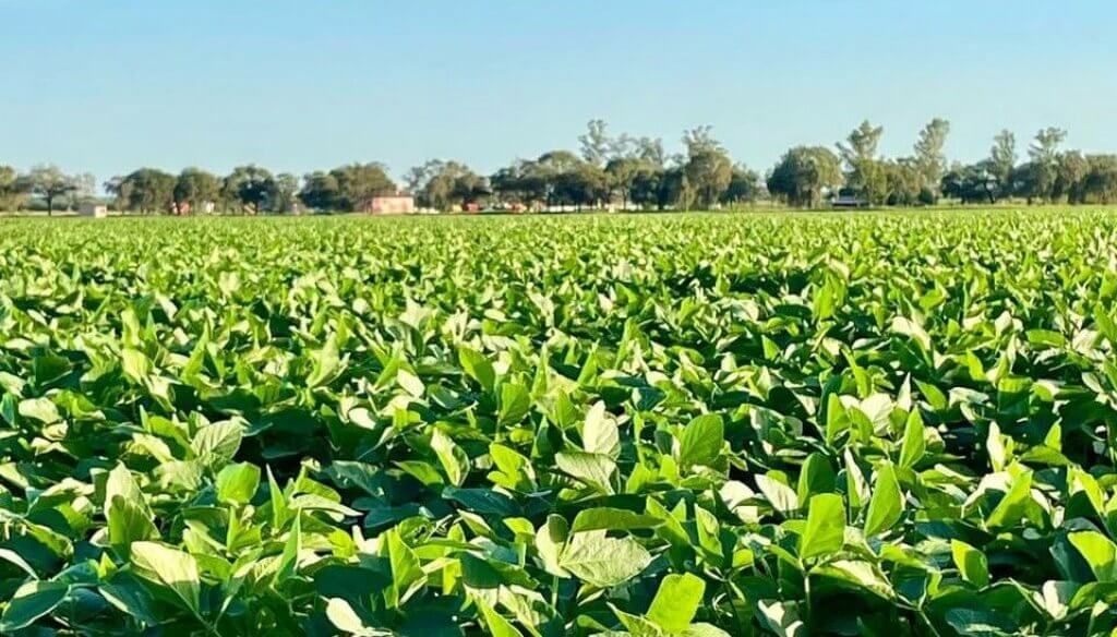 La Bolsa de Comercio de Rosario estimó que se quintuplicará la producción de soja, pero alertó por el margen de rentabilidad
