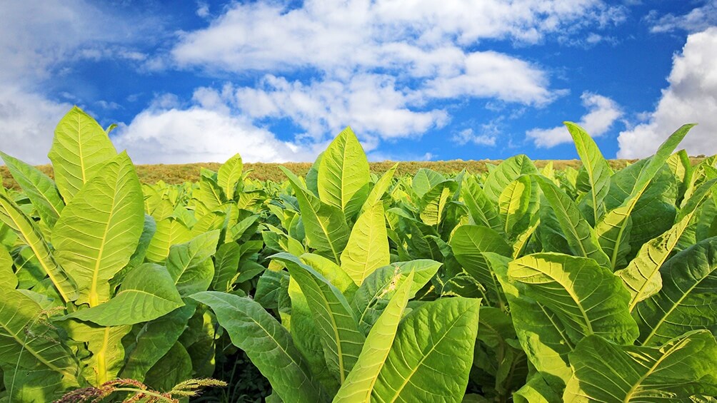 Aumenta 300% el precio del tabaco en Misiones: acuerdo inédito entre industria y productores