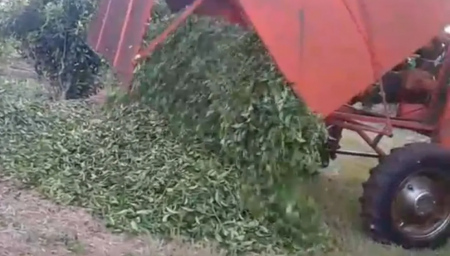 Un productor tirando té al suelo (Captura de video - El Territorio)