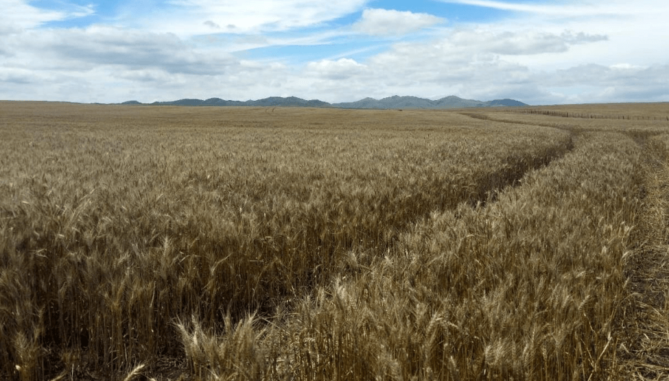 Lote de trigo en madurez fisiológica en Coronel Suárez, Buenos Aires. (Bolsa de Cereales de Buenos Aires)