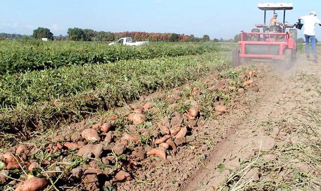 ¿Cuál es el cultivar de batata preferido por los consumidores? Los datos que reveló un estudio del INTA 1 CVarN6hW4AIXsEp