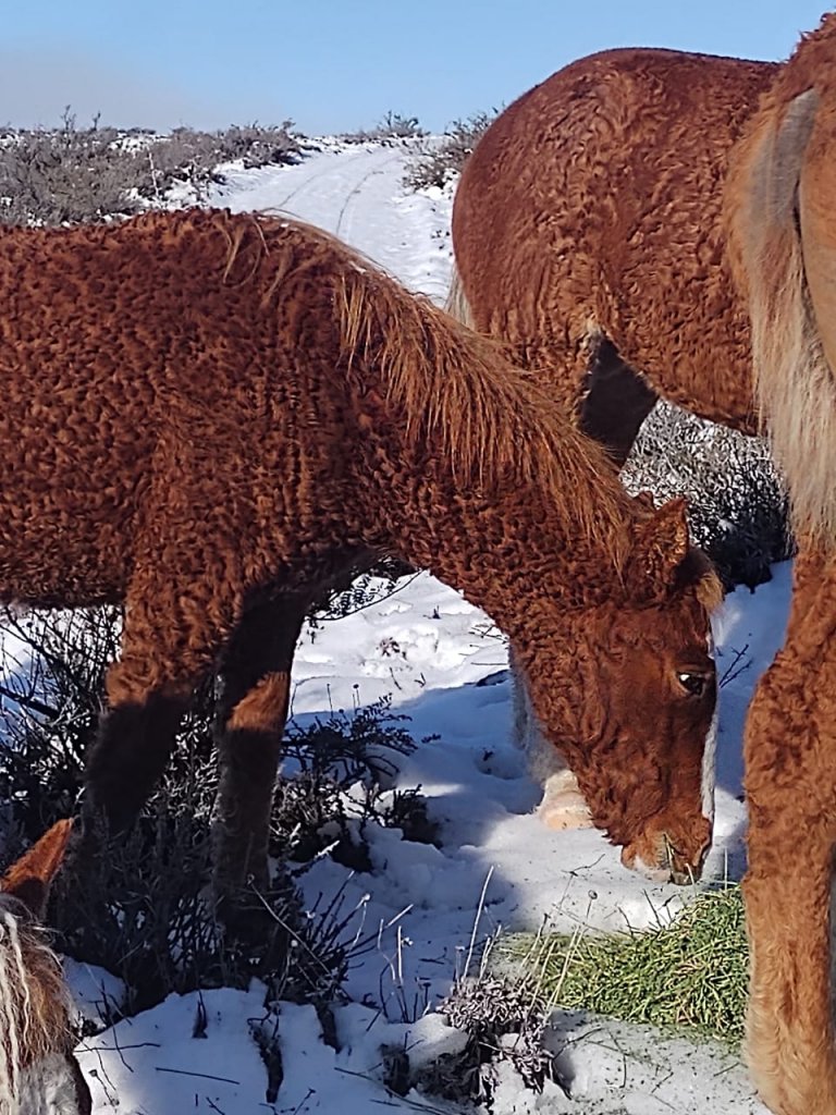 Caballos rulos 1