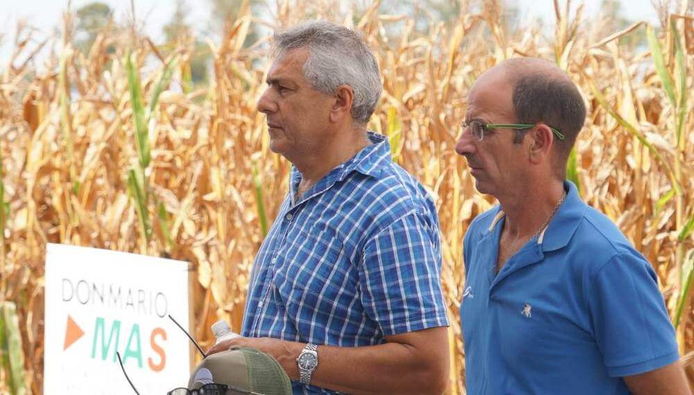 Maíz: Para reducir la brecha de rendimiento, hay que aumentar el aporte de nitrógeno en más de 70%