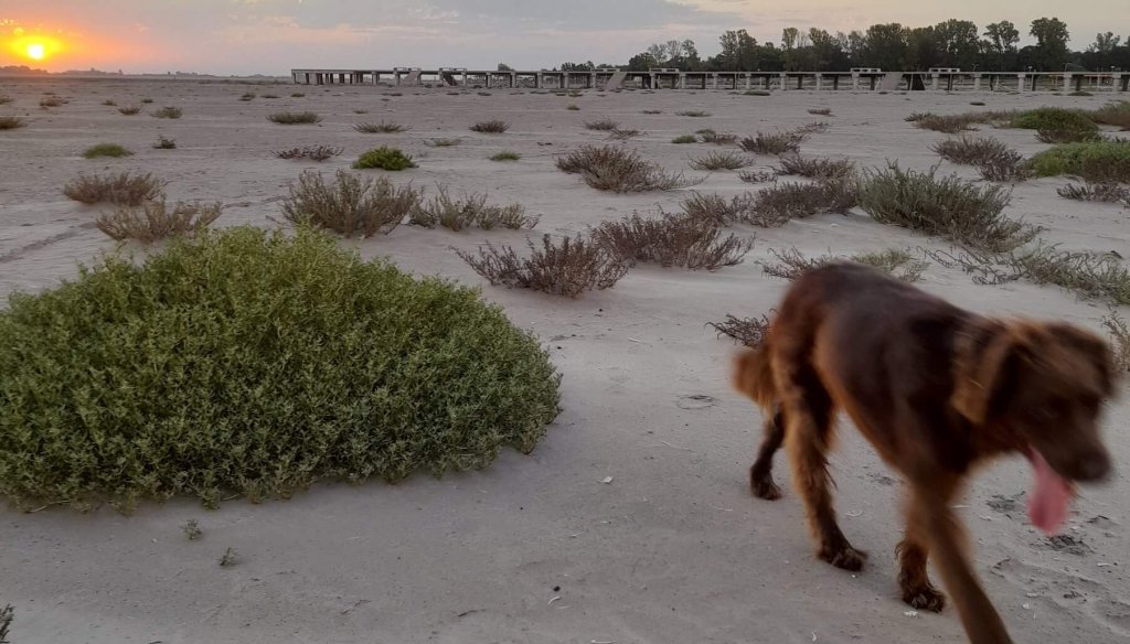 Incredulidad y preocupación en Junín por la Laguna de Gómez: un desierto en pleno campo