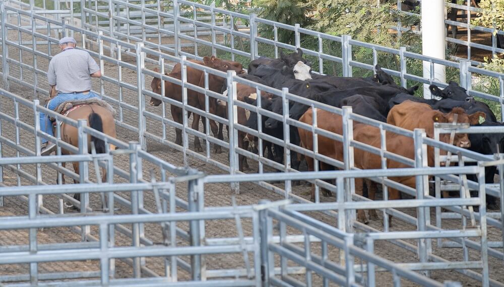 En Cañuelas, la hacienda de consumo volvió a superar la barrera de los $ 2.000