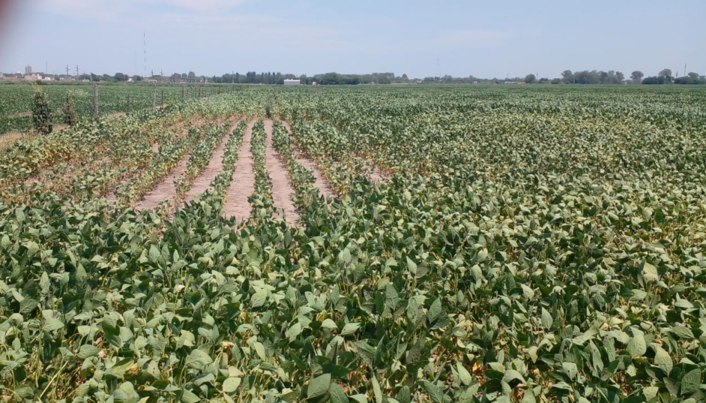 Síntomas irreversibles de estrés: la ola de calor se cobró al menos 100.000 hectáreas de soja