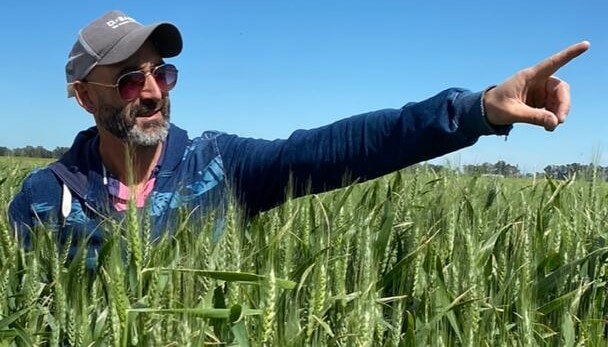 De la mano de la genética, el trigo creció tanto en Necochea que rompió los techos